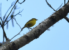 Kleinothraupis atropileus