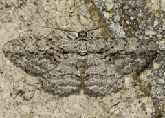 Anavitrinella pampinaria