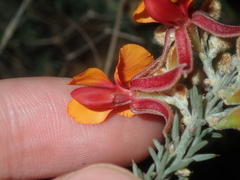 Jacksonia hakeoides