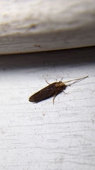 Polycentropodidae