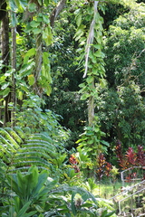 Epipremnum aureum