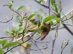 Conirostrum albifrons