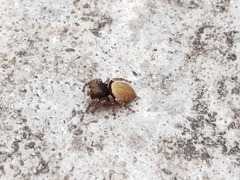 Carrhotus sannio