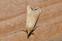 Euchromius ocellea