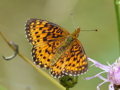 Boloria selene