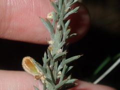 Jacksonia hakeoides
