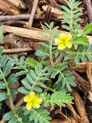Tribulus