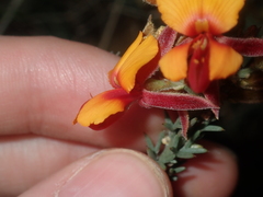 Jacksonia hakeoides