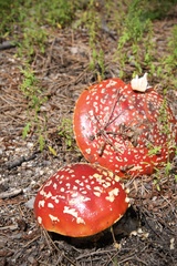 Amanita muscaria flavivolvata