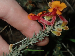 Jacksonia hakeoides