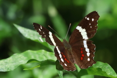 Anartia fatima