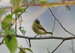 Pachyramphus versicolor