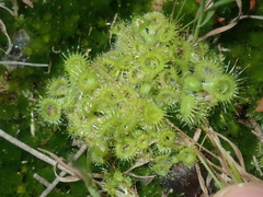 Drosera glanduligera