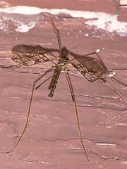 Epiphragma solatrix