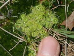 Drosera glanduligera