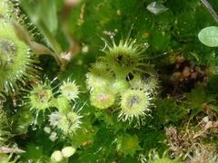 Drosera glanduligera