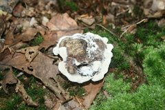 Phellodon niger