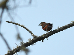 Coryphospingus cucullatus