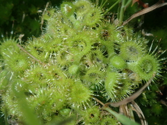 Drosera glanduligera