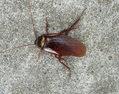 Periplaneta australasiae