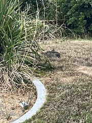 Leporidae