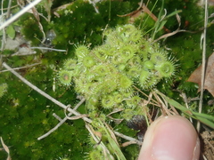 Drosera glanduligera