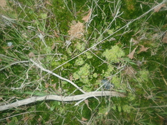 Drosera glanduligera