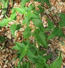 Chromolaena odorata
