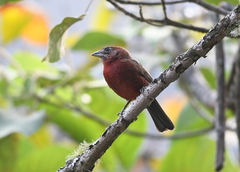 Coryphospingus cucullatus