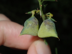 Daviesia polyphylla