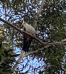 Columba leucomela