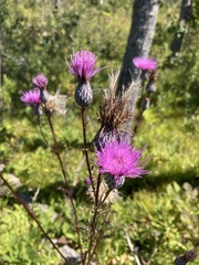 Cirsium muticum