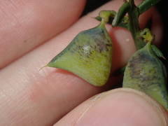 Daviesia polyphylla