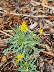 Senna pumilio