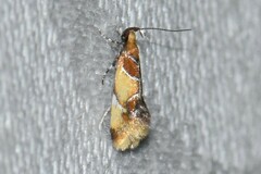 Epicallima argenticinctella