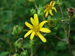 Silphium asteriscus