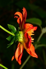 Dahlia coccinea