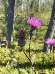 Cirsium muticum