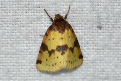 Azenia obtusa
