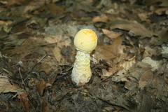 Amanita muscaria guessowii