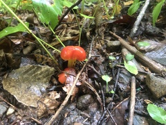 Hygrocybe punicea