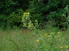 Silphium asteriscus