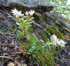 Sedum cockerellii