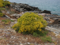 Hippomarathrum cristatum