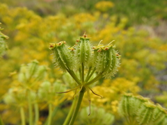 Hippomarathrum cristatum