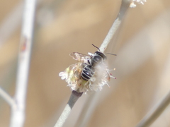 Megachilinae