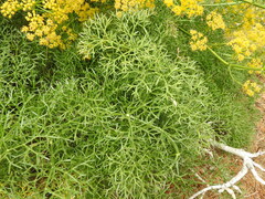 Hippomarathrum cristatum