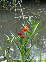 Asclepias curassavica