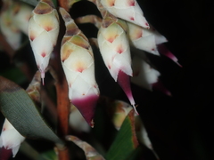 Conostephium pendulum