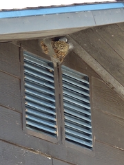 Petrochelidon pyrrhonota